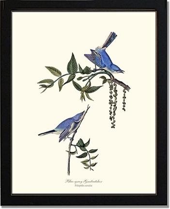 Gnatcatcher, Blue-gray | Wildbird Wall Art Print