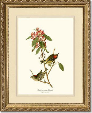 Kinglet, Ruby-crowned - Charting Nature