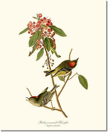 Kinglet, Ruby-crowned Vintage Audubon Bird Wall Art Print – Charting Nature