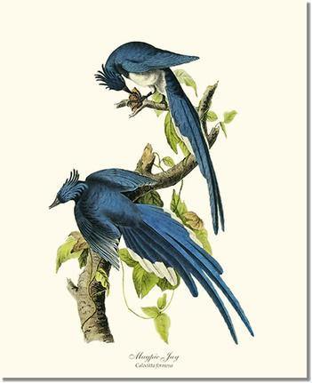 Jay, Magpie Vintage Audubon Bird Wall Art Print – Charting Nature