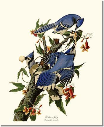 Jay, Blue Vintage Audubon Bird Wall Art Print – Charting Nature