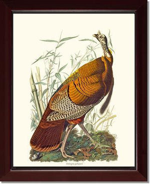 Turkey, Wild - Charting Nature