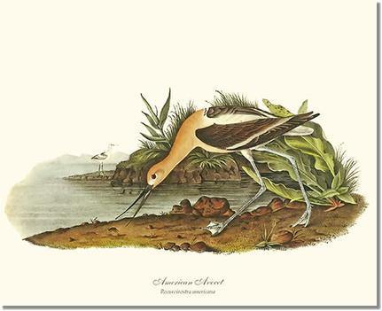 Bird Print: Avocet, American