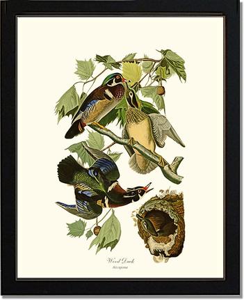 Wood Duck Wall Art Print by James Audubon