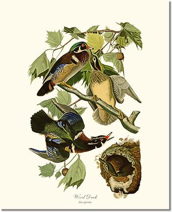 Wood Duck Wall Art Print by James Audubon