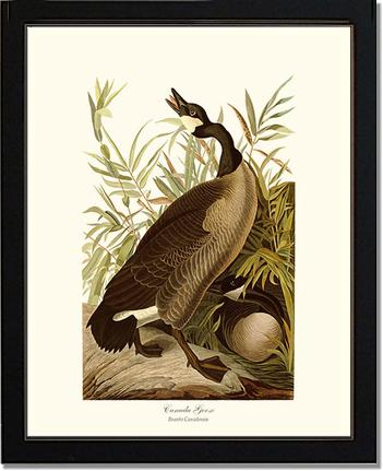 Canada Goose | Wildbird Wall Art Print