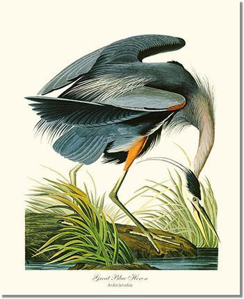 Heron, Great Blue Vintage Audubon Bird Wall Art Print – Charting Nature