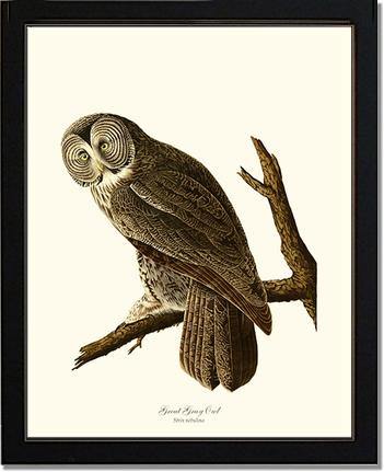 Great Grey Owl - Charting Nature