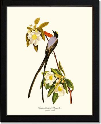 Flycatcher, Fork-tailed | Wildbird Wall Art Print