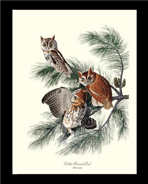 Little Screech Owl - Charting Nature