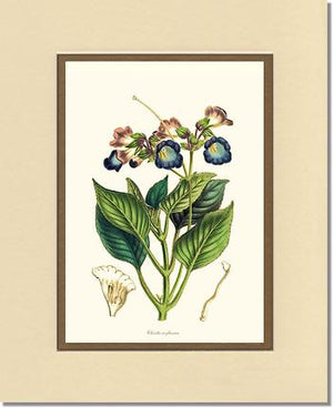 Chirita | Flower/Floral Art Print