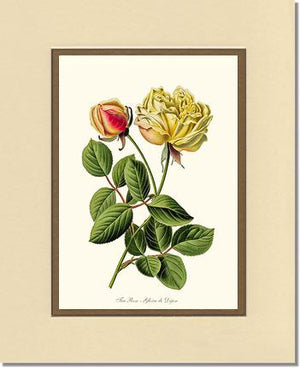 Rose Wall Art Print: Gloire de Dijon - Vintage Botanical Wall Decor- Charting Nature