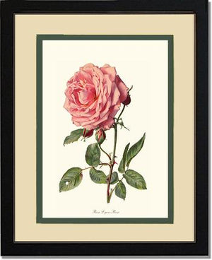 Rose Wall Art Print: Rose Lyon - Vintage Botanical Wall Decor- Charting Nature