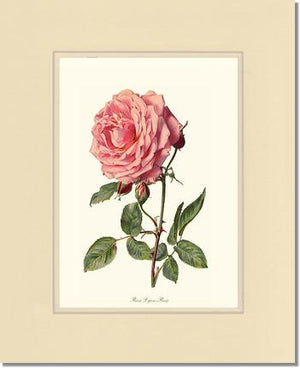 Rose Wall Art Print: Rose Lyon - Vintage Botanical Wall Decor- Charting Nature