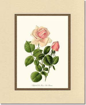 Rose Wall Art Print: La France - Vintage Botanical Wall Decor- Charting Nature