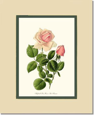 Rose Wall Art Print: La France - Vintage Botanical Wall Decor- Charting Nature