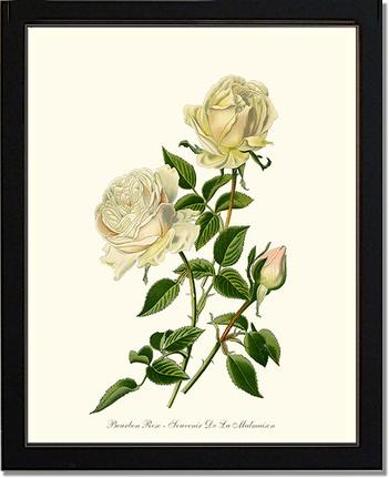 Rose Wall Art Print: Bourbon - Vintage Botanical Wall Decor- Charting Nature