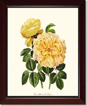 Rose Wall Art Print: Gloire de Dijon - Vintage Botanical Wall Decor- Charting Nature