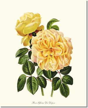 Rose Wall Art Print: Gloire de Dijon - Vintage Botanical Wall Decor- Charting Nature