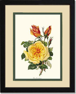 Rose Wall Art Print: Rose Constance - Vintage Botanical Wall Decor- Charting Nature