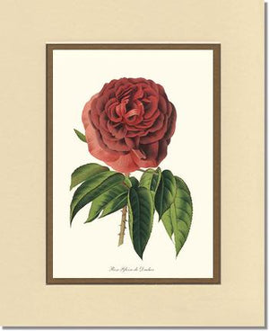 Rose Wall Art Print: Gloire de Ducher - Vintage Botanical Wall Decor- Charting Nature