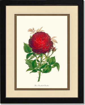 Rose Wall Art Print: President Senelar - Vintage Botanical Wall Decor- Charting Nature