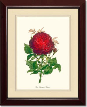 Rose Wall Art Print: President Senelar - Vintage Botanical Wall Decor- Charting Nature