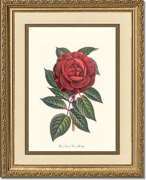 Rose Wall Art Print: Hybride Remontante "Louis Van Houtte" - Vintage Botanical Wall Decor- Charting Nature