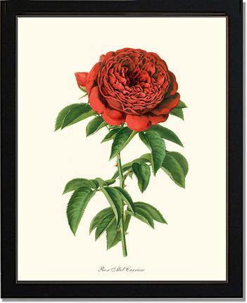 Rose Wall Art Print: Abel Carriere - Vintage Botanical Wall Decor- Charting Nature