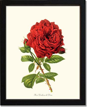 Rose Wall Art Print: Duchesse de Dino - Vintage Botanical Wall Decor- Charting Nature