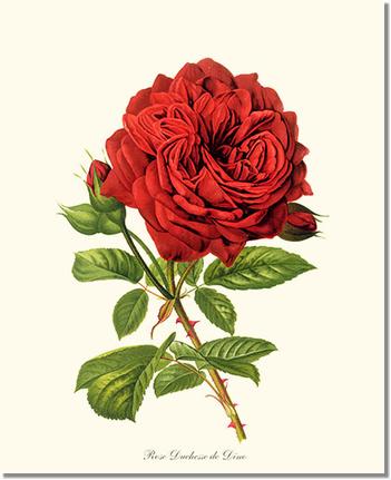 Rose Wall Art Print: Duchesse de Dino - Vintage Botanical Wall Decor- Charting Nature