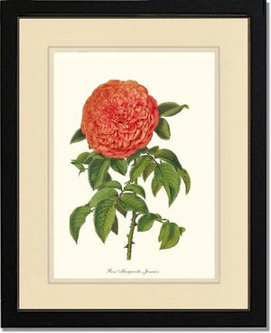 Rose Wall Art Print: Marguerite Jamain - Vintage Botanical Wall Decor- Charting Nature