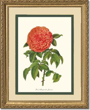 Rose Wall Art Print: Marguerite Jamain - Vintage Botanical Wall Decor- Charting Nature