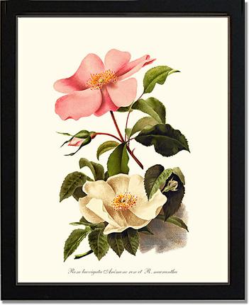 Rose Wall Art Print: Cherokee Rose and Anemone Rose - Vintage Botanical Wall Decor- Charting Nature