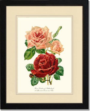 Rose Wall Art Print: Duchess of Sutherland et Mevrouw Dora van Te - Vintage Botanical Wall Decor- Charting Nature