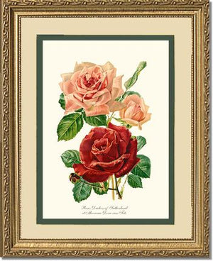 Rose Wall Art Print: Duchess of Sutherland et Mevrouw Dora van Te - Vintage Botanical Wall Decor- Charting Nature
