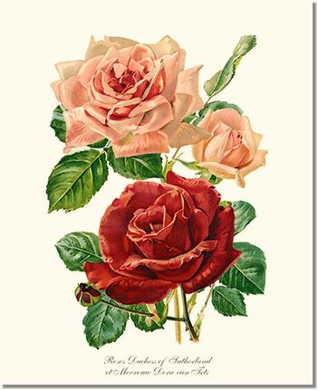 Rose Wall Art Print: Duchess of Sutherland et Mevrouw Dora van Te - Vintage Botanical Wall Decor- Charting Nature