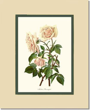 Rose Wall Art Print: Mistress Bosanquet - Vintage Botanical Wall Decor- Charting Nature