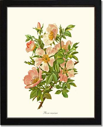 Rose Wall Art Print: Dog Rose - Vintage Botanical Wall Decor- Charting Nature