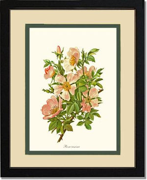 Rose Wall Art Print: Dog Rose - Vintage Botanical Wall Decor- Charting Nature