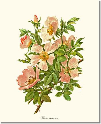 Rose Wall Art Print: Dog Rose - Vintage Botanical Wall Decor- Charting Nature