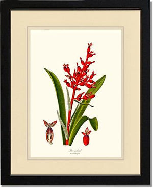 Bromeliad Aechmea fulgens | Flower/Floral Art Print