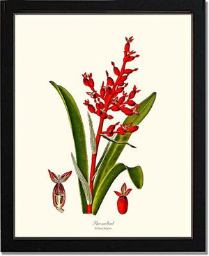 Bromeliad Aechmea fulgens | Flower/Floral Art Print