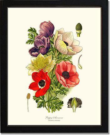 Anemone, Poppy: Vintage Botanical Flower/Floral Wall Art Prints ...