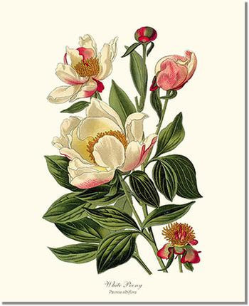 Flower-Floral Prints, Vintage Botanical Art – Charting Nature