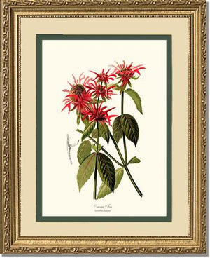 Oswego Tea | Flower/Floral Art Print