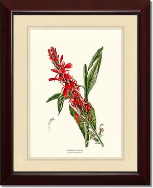 Cardinal Flower | Flower/Floral Art Print