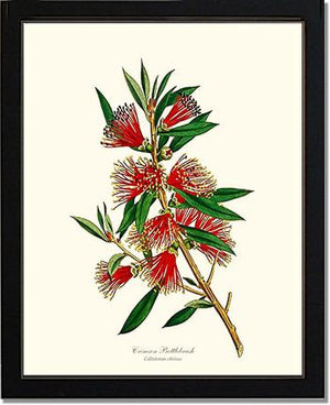 Crimson Bottlebrush | Flower/Floral Art Print