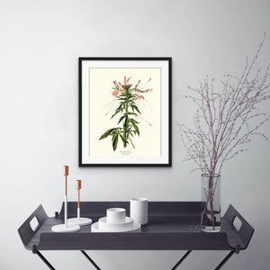 Cleome, Prickly | Flower/Floral Art Print