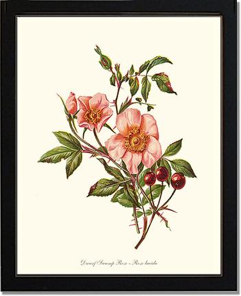 Rose Wall Art Print: Dwarf Wild Rose - Vintage Botanical Wall Decor- Charting Nature